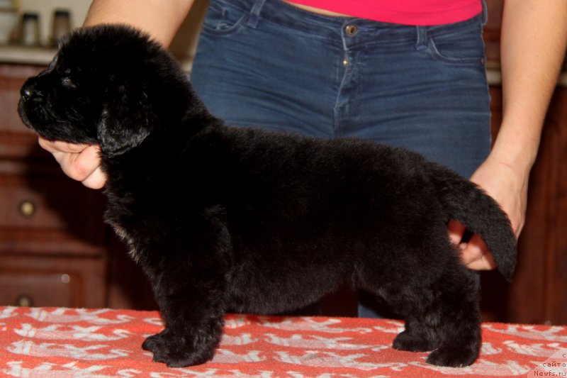 Фото: ньюфаундленд Akvian Song Tornado (Аквиан Сонг Торнадо)