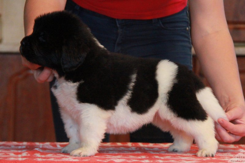 Фото: ньюфаундленд Akvian Song Tayfun (Аквиан Сонг Тайфун)