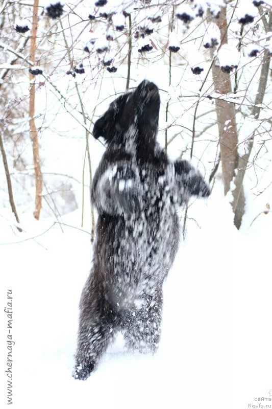 Фотография № 217650