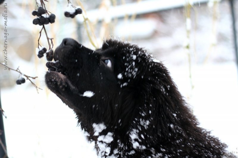 Фото: ньюфаундленд Chernaya Mafia Because I Am Worth It (Черная Мафия Бекаусе И Ам Вортх Ит)