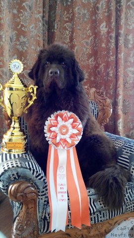 Фото: ньюфаундленд Brownblood MSK Sabina Ester (Браунблад МСК Сабина Эстер), ньюфаундленд Brownblood MSK Sabina Ester (Браунблад МСК Сабина Эстер)