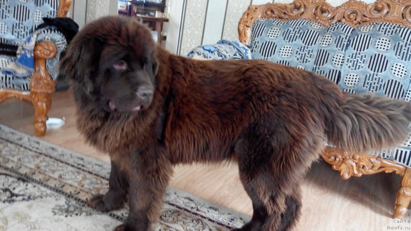 Фото: ньюфаундленд Brownblood MSK Sabina Ester (Браунблад МСК Сабина Эстер), ньюфаундленд Brownblood MSK Sabina Ester (Браунблад МСК Сабина Эстер)