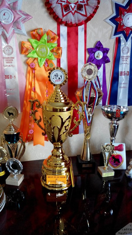 Фото: ньюфаундленд Brownblood MSK Sabina Ester (Браунблад МСК Сабина Эстер), ньюфаундленд Brownblood MSK Sabina Ester (Браунблад МСК Сабина Эстер)