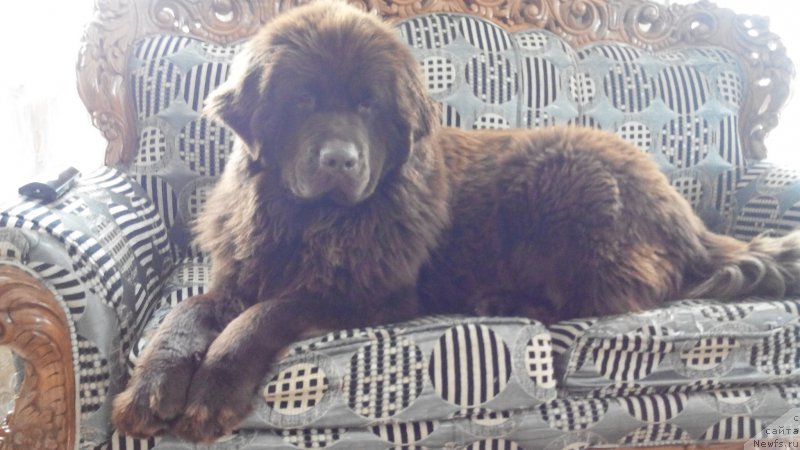 Фото: ньюфаундленд Brownblood MSK Sabina Ester (Браунблад МСК Сабина Эстер)