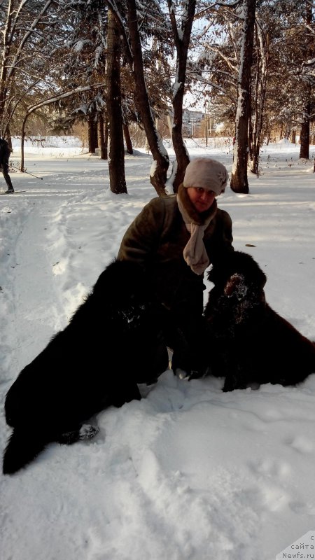 Фото: ньюфаундленд Brownblood MSK Sabina Ester (Браунблад МСК Сабина Эстер)