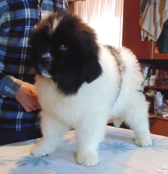 Фото: ньюфаундленд Varvara Krasa ot Karel'skih Medvedey (Варвара Краса от Карельских Медведей)