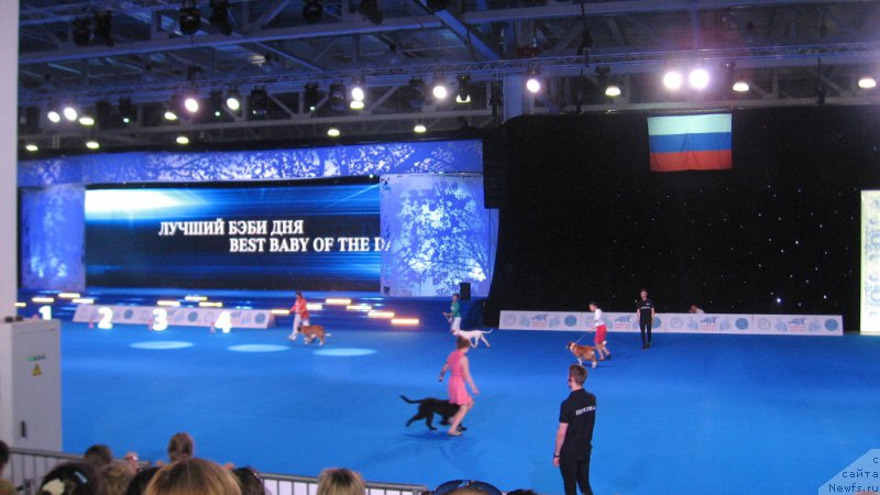 Фото: ньюфаундленд Parki is Antagrada (Парки из Антаграда)