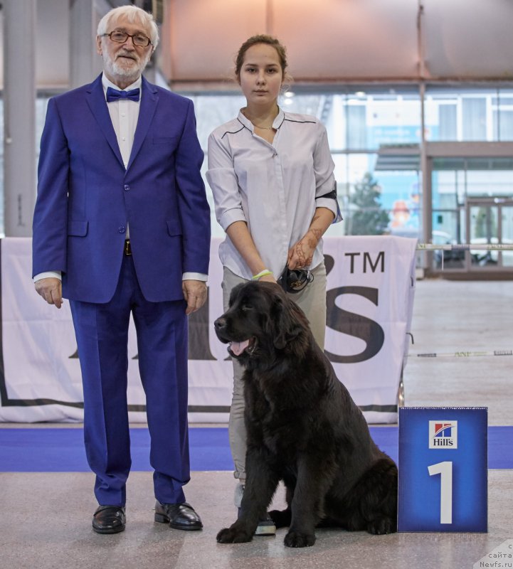 Фото: ньюфаундленд Parki is Antagrada (Парки из Антаграда)