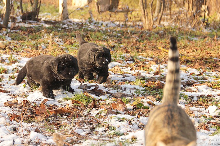 Фотография № 217688