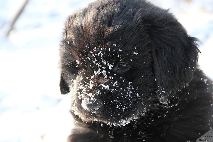 Фотография № 217690