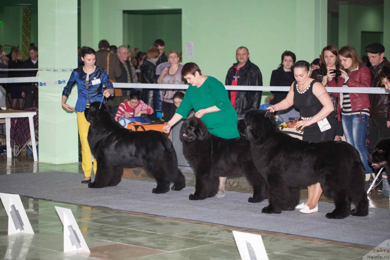 Фото: ньюфаундленд Sent Djons Loving Stare (Сент Джонс Лавин Стэар), ньюфаундленд Akvatoriya Kelvin YAvnoe CHudo (Акватория Келвин Явное Чудо), ньюфаундленд Aquatoriya Kelvin Ultimatum (Акватория Келвин Ультиматум)