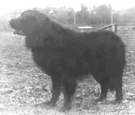 Фото: ньюфаундленд Ubardo Lirsi (Убардо Лирси)