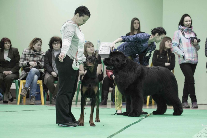 Фото: ньюфаундленд Sent Djons Loving Stare (Сент Джонс Лавин Стэар)