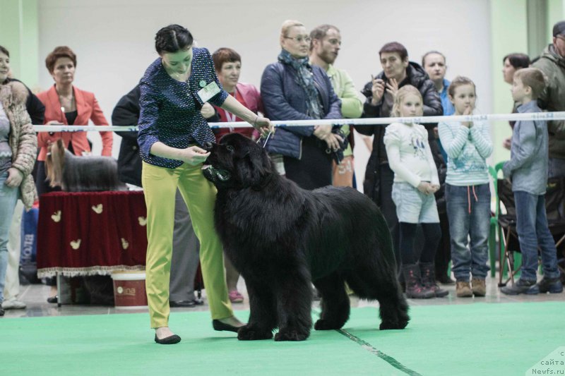 Фото: ньюфаундленд Sent Djons Loving Stare (Сент Джонс Лавин Стэар)