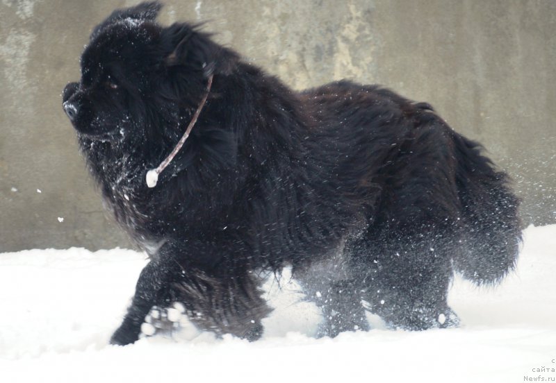 Фото: ньюфаундленд Charuyuschiy Chezario (Чарующий Чезарио)