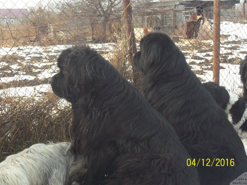 Фото: ньюфаундленд Super Premium Mikado (Супер Премиум Микадо), ньюфаундленд Super Premium Nao Del Trato (Супер Премиум Нао Дел Трато)