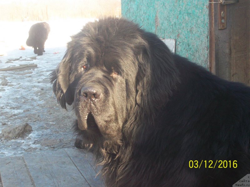 Фото: ньюфаундленд Super Premium Liniel Daylirring (Супер Премиум Линиэль Дайлиррин)