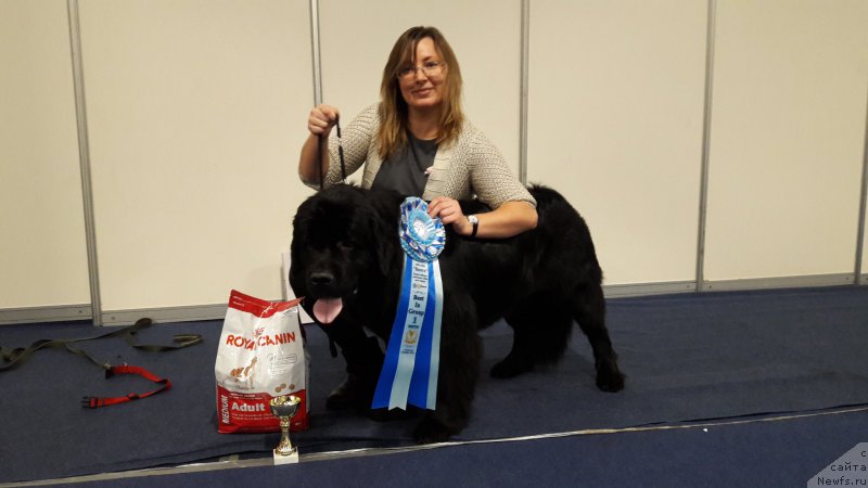 Фото: ньюфаундленд Belkonder-Club Jamaica Blue Mountin (Белкондер-Клаб Ямайка Блю Маунтин)