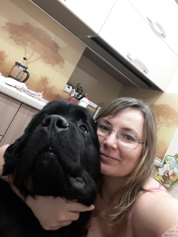 Фото: ньюфаундленд Belkonder-Club Jamaica Blue Mountin (Белкондер-Клаб Ямайка Блю Маунтин)