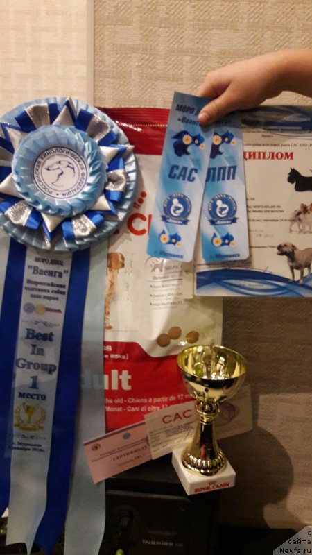 Фото: ньюфаундленд Belkonder-Club Jamaica Blue Mountin (Белкондер-Клаб Ямайка Блю Маунтин)