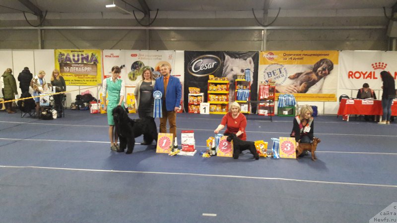 Фото: ньюфаундленд Belkonder-Club Jamaica Blue Mountin (Белкондер-Клаб Ямайка Блю Маунтин)