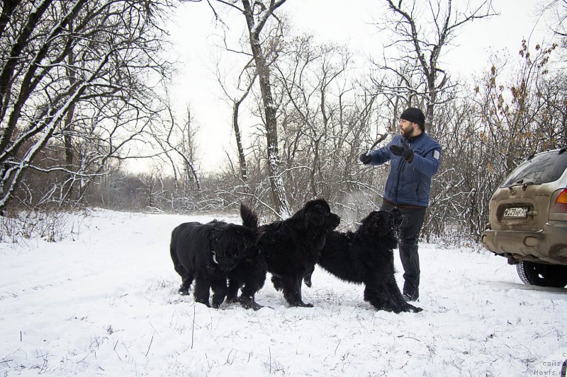 Фото: ньюфаундленд N'yu-Pom-SHir Bond Djeyms (Нью-Пом-Шир Бонд Джеймс), ньюфаундленд CHernyiy Balu Dobryinya (Черный Балу Добрыня), Andrey Volkov (Андрей Волков), ньюфаундленд L'vinoe Serdce (Львиное Сердце)