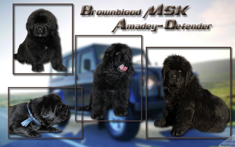 Фото: ньюфаундленд Brownblood MSK Amadey-Defender (Браунблад МСК Амадей-Дефендер)