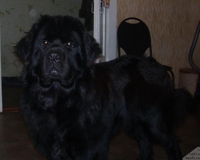 Фото: ньюфаундленд Egipetskiy Faraon (Египетский Фараон)