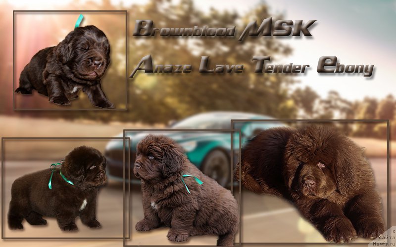 Фото: ньюфаундленд Brownblood MSK Another Love Tender Ebony (Браунблад МСК Аназер Лав Тендер Эбони)
