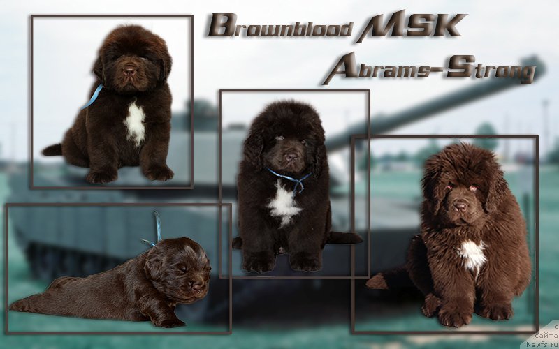 Фото: ньюфаундленд Brownblood MSK Abrams-Strong (Браунблад МСК Абрамс-Стронг)