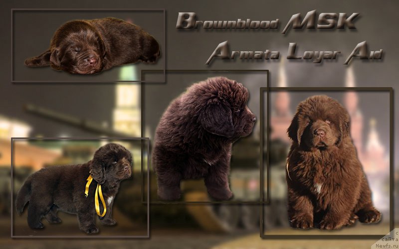 Фото: ньюфаундленд Brownblood MSK Armata Loyar Aid (Браунблад МСК Армата Лойар Аид)