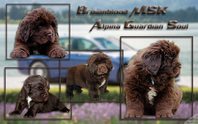 Фото: ньюфаундленд Brownblood MSK Alpina Guardian Soul (Браунблад МСК Альпина Гуардиан Соул)