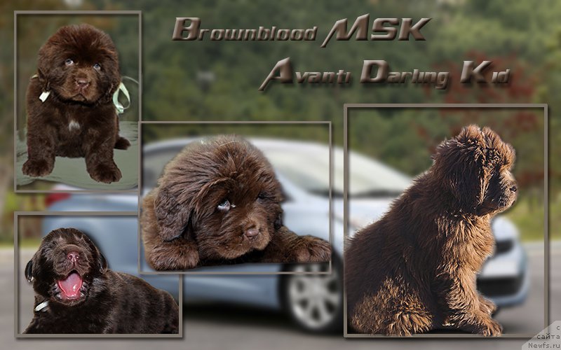 Фото: ньюфаундленд Brownblood MSK Avanti Darling Kid (Браунблад МСК Аванти Дарлинг Кид)