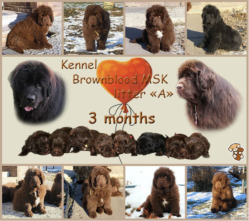 Фото: ньюфаундленд Mercedes Vialiki Miadzvedz (Мерседес Вялiкi Мядзведзь), ньюфаундленд Vaskipuron Hercules Hirmuinen, ньюфаундленд Brownblood MSK Amadey-Defender (Браунблад МСК Амадей-Дефендер), ньюфаундленд Brownblood MSK Another Love Tender Ebony (Браунблад МСК Аназер Лав Тендер Эбони), ньюфаундленд Brownblood MSK Alfa-Romeo Gold Baddy (Браунблад МСК Альфа-Ромео Голд Бадди), ньюфаундленд Brownblood MSK Abrams-Strong (Браунблад МСК Абрамс-Стронг), ньюфаундленд Brownblood MSK Audi Red Less (Браунблад МСК Ауди Рэд Лэсс), ньюфаундленд Brownblood MSK Armata Loyar Aid (Браунблад МСК Армата Лойар Аид), ньюфаундленд Brownblood MSK Alpina Guardian Soul (Браунблад МСК Альпина Гуардиан Соул), ньюфаундленд Brownblood MSK Avanti Darling Kid (Браунблад МСК Аванти Дарлинг Кид)