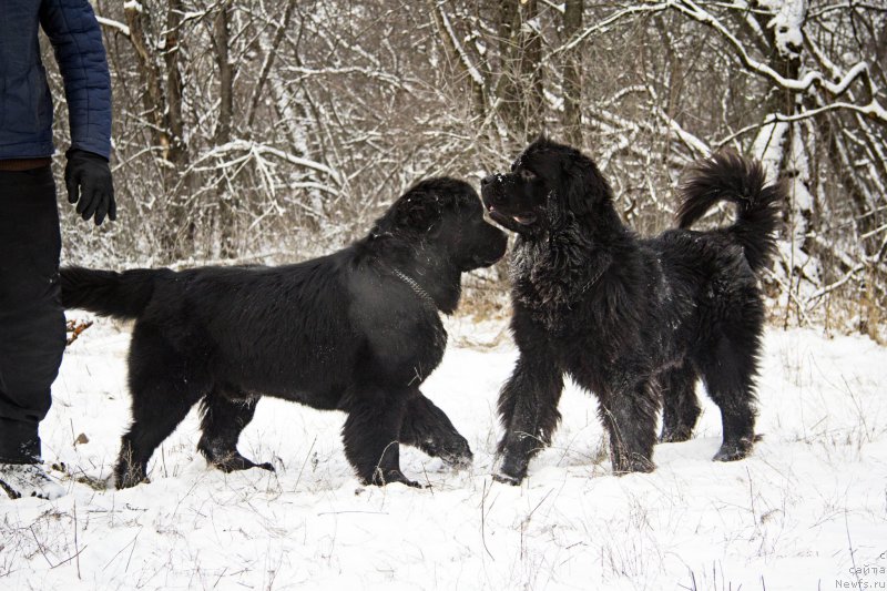 Фото: ньюфаундленд N'yu-Pom-SHir Bond Djeyms (Нью-Пом-Шир Бонд Джеймс), ньюфаундленд CHernyiy Balu Dobryinya (Черный Балу Добрыня)