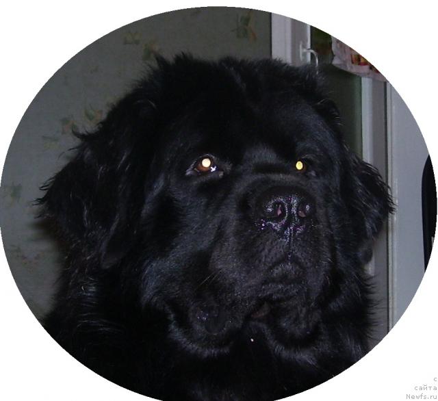 Фото: ньюфаундленд Egipetskiy Faraon (Египетский Фараон)