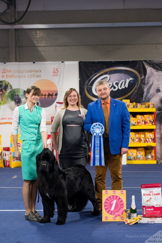 Фото: ньюфаундленд Belkonder-Club Jamaica Blue Mountin (Белкондер-Клаб Ямайка Блю Маунтин)