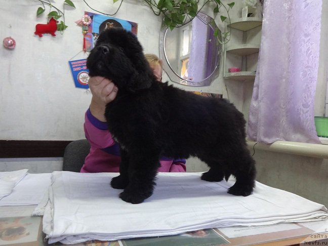 Фото: ньюфаундленд Njufort iz Peni Morskoy Afrodita (Ньюфорт из Пены Морской Афродита)