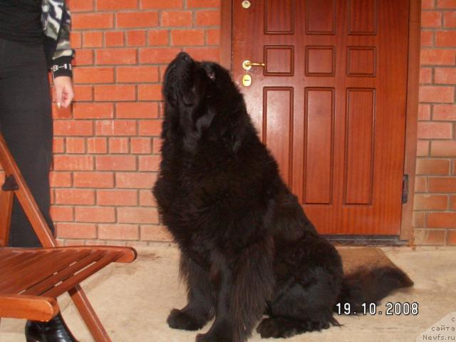 Фото: ньюфаундленд Kazanova Bol'shoy Drug (Казанова Большой Друг)