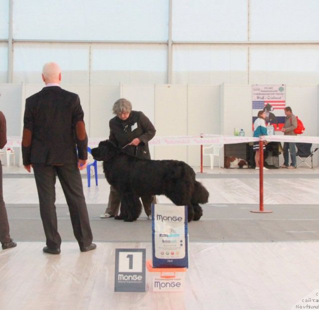 Фото: ньюфаундленд N'yufort Carskaya Doch' (Ньюфорт Царская Дочь), Nadejda Ermilova (Надежда Ермилова)