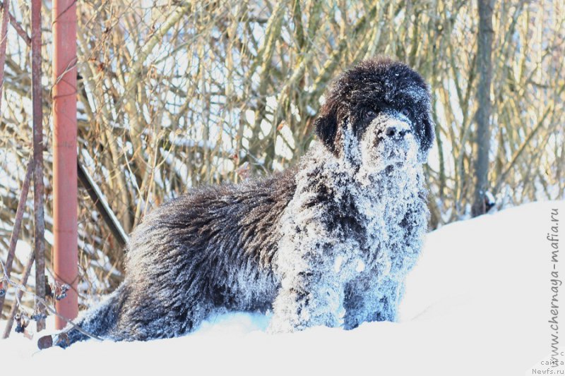 Фотография № 217786