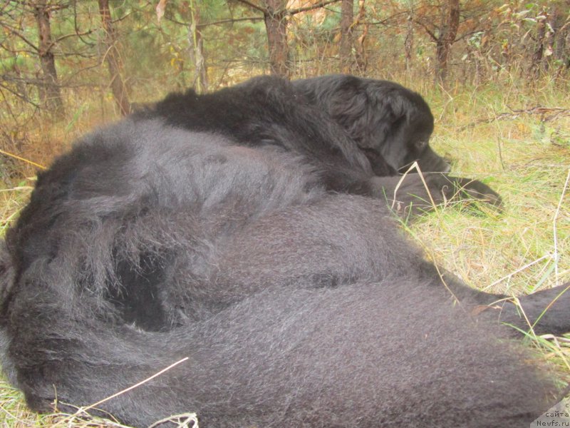 Фотография № 217789