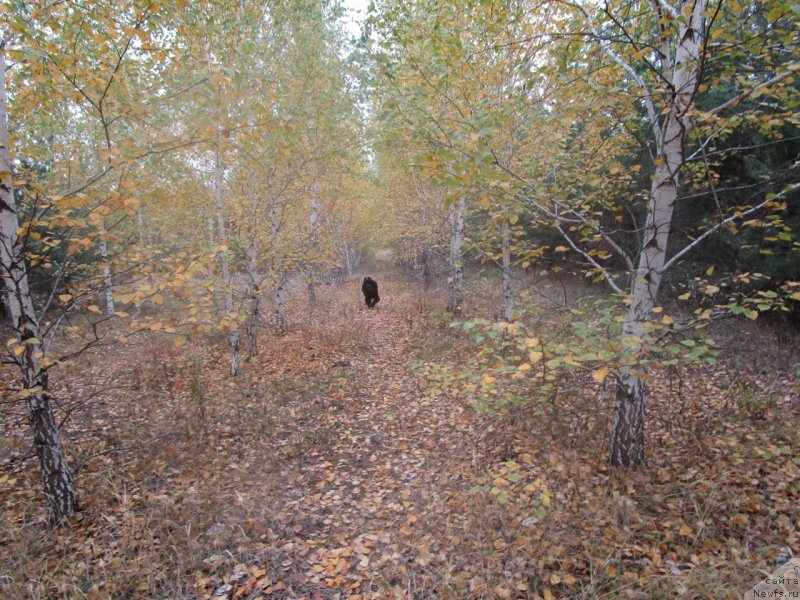 Фотография № 217796