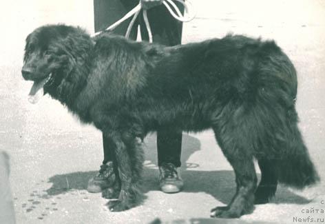 Фото: ньюфаундленд Melyusenta Ant (Мелюсента Ант)