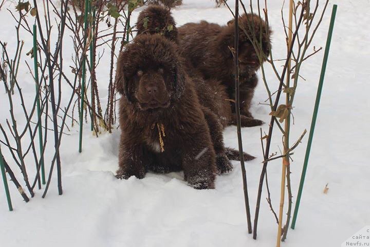 Фото: ньюфаундленд Brownblood MSK Armata Loyar Aid (Браунблад МСК Армата Лойар Аид)