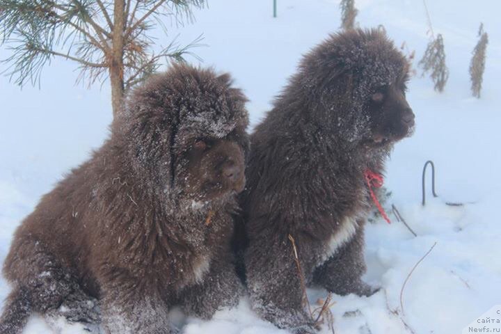 Фото: ньюфаундленд Brownblood MSK Alfa-Romeo Gold Baddy (Браунблад МСК Альфа-Ромео Голд Бадди), ньюфаундленд Brownblood MSK Audi Red Less (Браунблад МСК Ауди Рэд Лэсс)