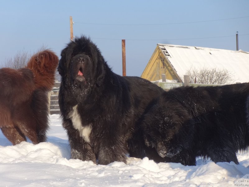 Фото: ньюфаундленд Promise To Love Midnight Bear (Promise To Love Midnight Bear)