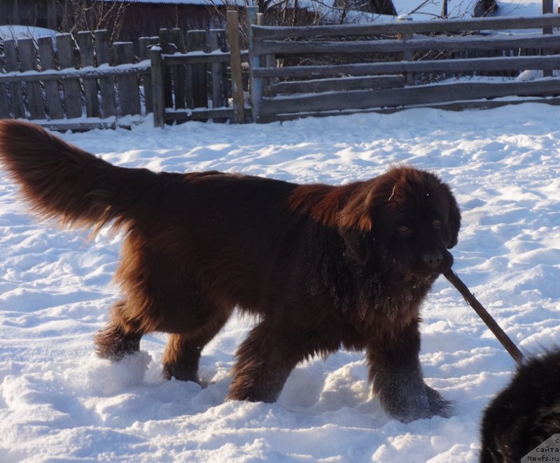 Фотография № 217809