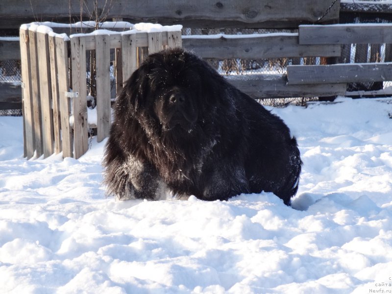 Фото: ньюфаундленд N'yufort Uitni Tradiciya Legendyi (Ньюфорт Уитни Традиция Легенды)