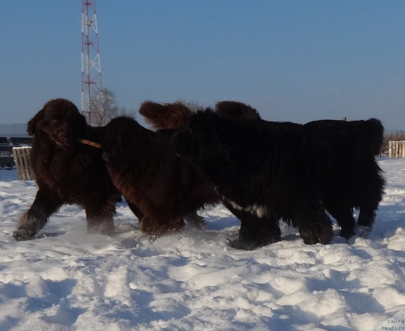 Фото: питомник, Irina Panyushkina (Ирина Панюшкина)
